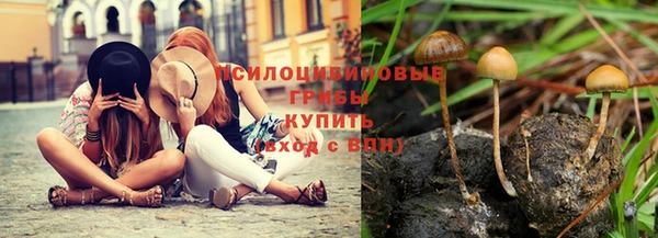 PSILOCYBIN Алексеевка